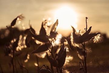 Image showing Wild flower in sunset