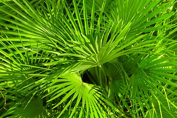 Image showing Closeup photo of a palm tree