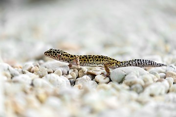 Image showing Gecko lizard on rocks 