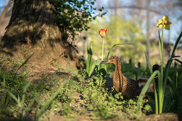 Image showing Duck on green grass