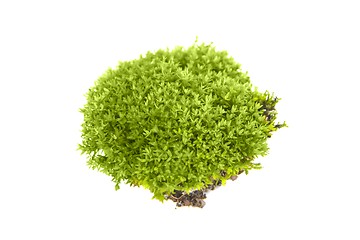 Image showing Green moss isolated 