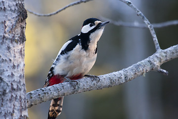 Image showing greater spotted woodpecker