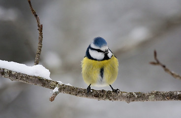 Image showing blue tit