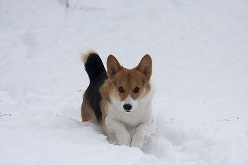 Image showing running in snow