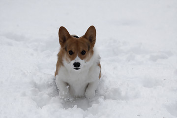 Image showing playing in snow