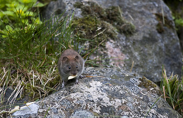 Image showing garden mouse with peanut