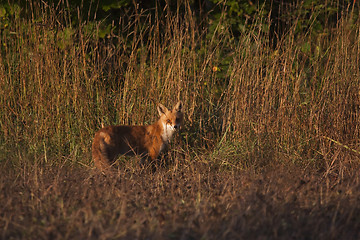 Image showing red fox in morning sun