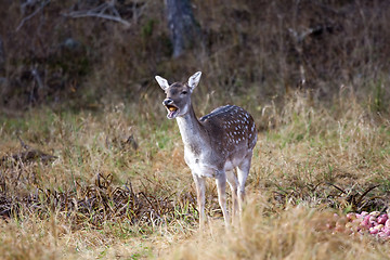 Image showing eating deer