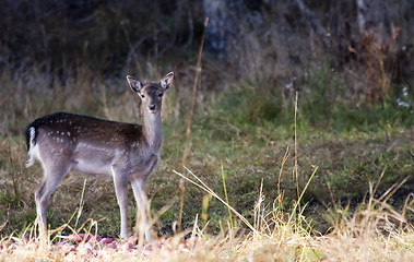 Image showing fallow deer fawn