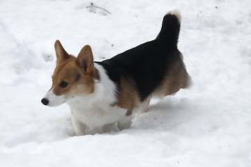 Image showing playing in snow