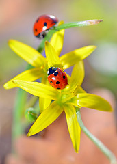 Image showing two red ladybugs