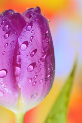 Image showing Close up of purple tulips 