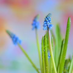 Image showing Muscari botryoides flowers
