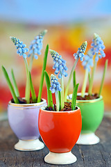 Image showing Muscari botryoides flowers 