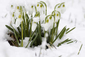 Image showing snowdrops