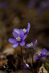 Image showing blue anemones