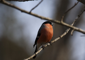 Image showing bullfinch