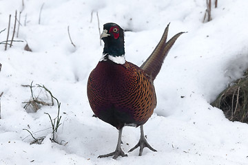 Image showing pheasant cock