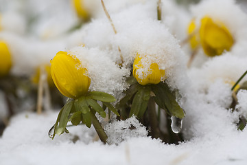 Image showing winter aconites