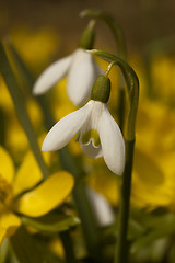 Image showing snowdrops