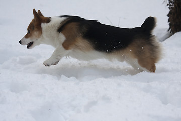 Image showing running in snow