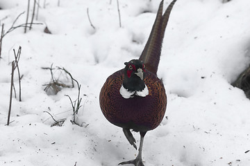 Image showing pheasant cock