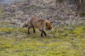 Image showing fox