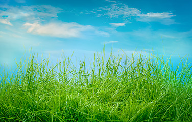 Image showing Spring green grass