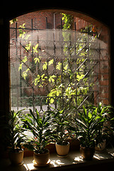 Image showing Window and flowers