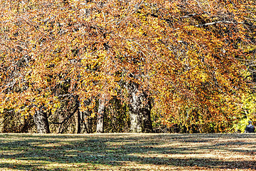 Image showing autumnal woods