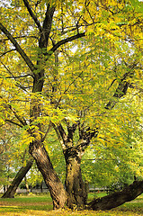 Image showing Autumnal trees