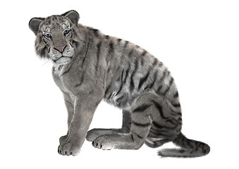 Image showing White Tiger