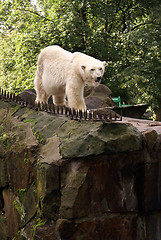 Image showing White bear in Zoo