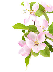 Image showing apple tree blossoms