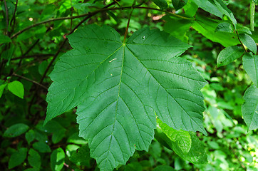 Image showing Green leafe