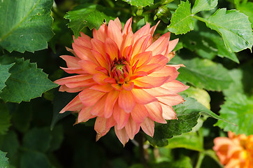 Image showing Orange Dahlia