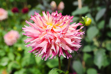 Image showing one great dahlia