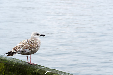 Image showing Grey gull