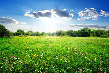 Image showing Field flowers