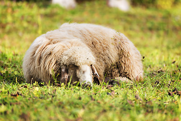 Image showing Sleeping sheep in autumn