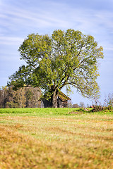 Image showing tree, hut and field at Kochelsee