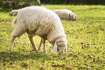Image showing Grazing sheep in autumn