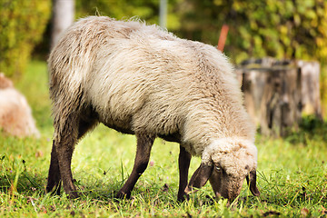 Image showing Grazing sheep in autumn