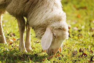 Image showing Grazing sheep in autumn