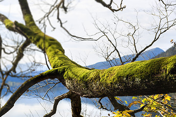 Image showing branch with moss