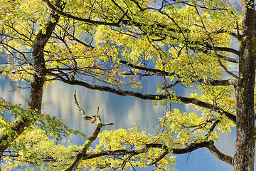 Image showing Trees at lake Kochelsee