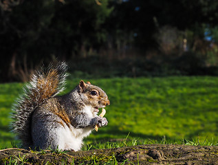 Image showing Squirrel eating on a treat in a park in sunlight with green gras