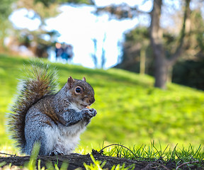 Image showing Squirrel eating on a treat in a park in shadow with green grass