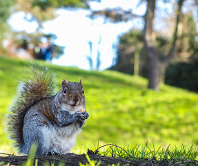 Image showing Squirrel eating on a treat in a park in shadow with green grass