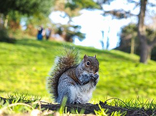 Image showing Squirrel eating on a treat in a park in shadow with green grass